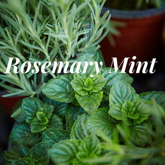 Rosemary Mint Wax Melts